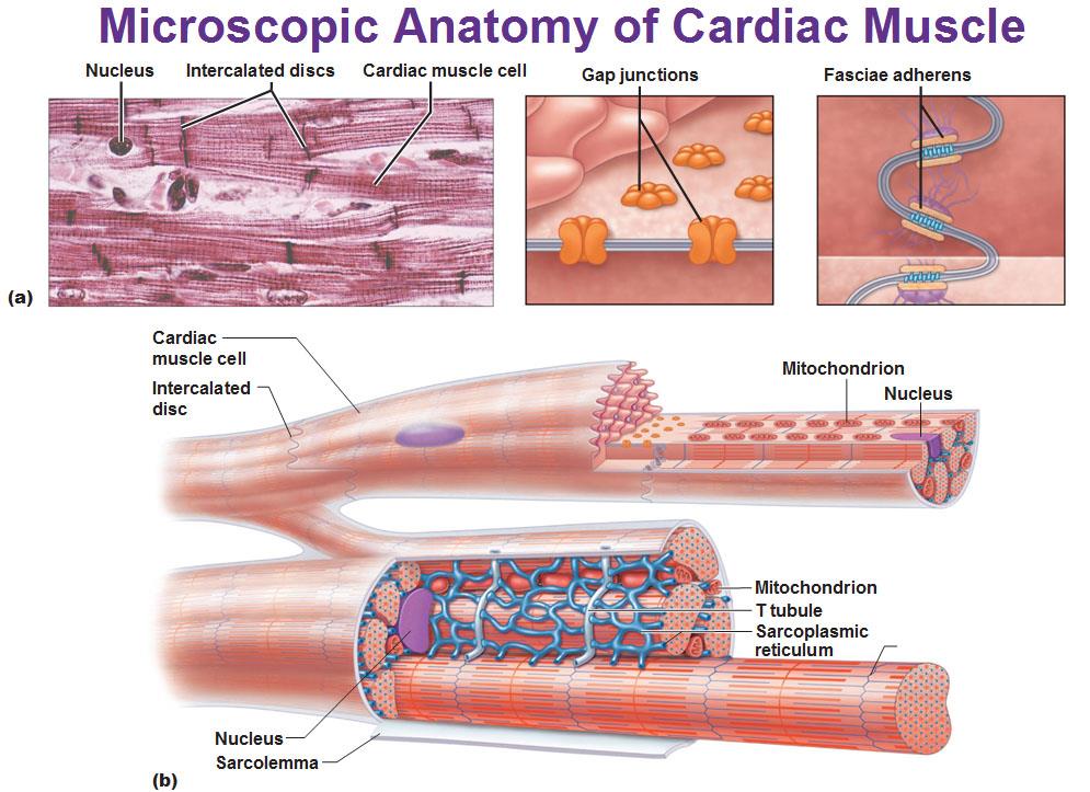 Microscopic Anatomy of Cardiac Muscle